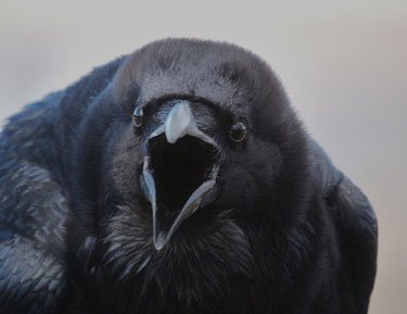Raven2
