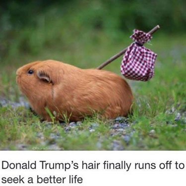 Trump-hair