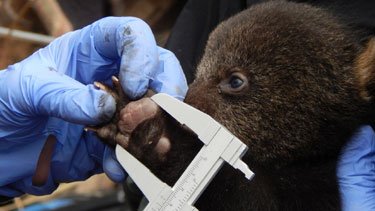 measuringbearcub